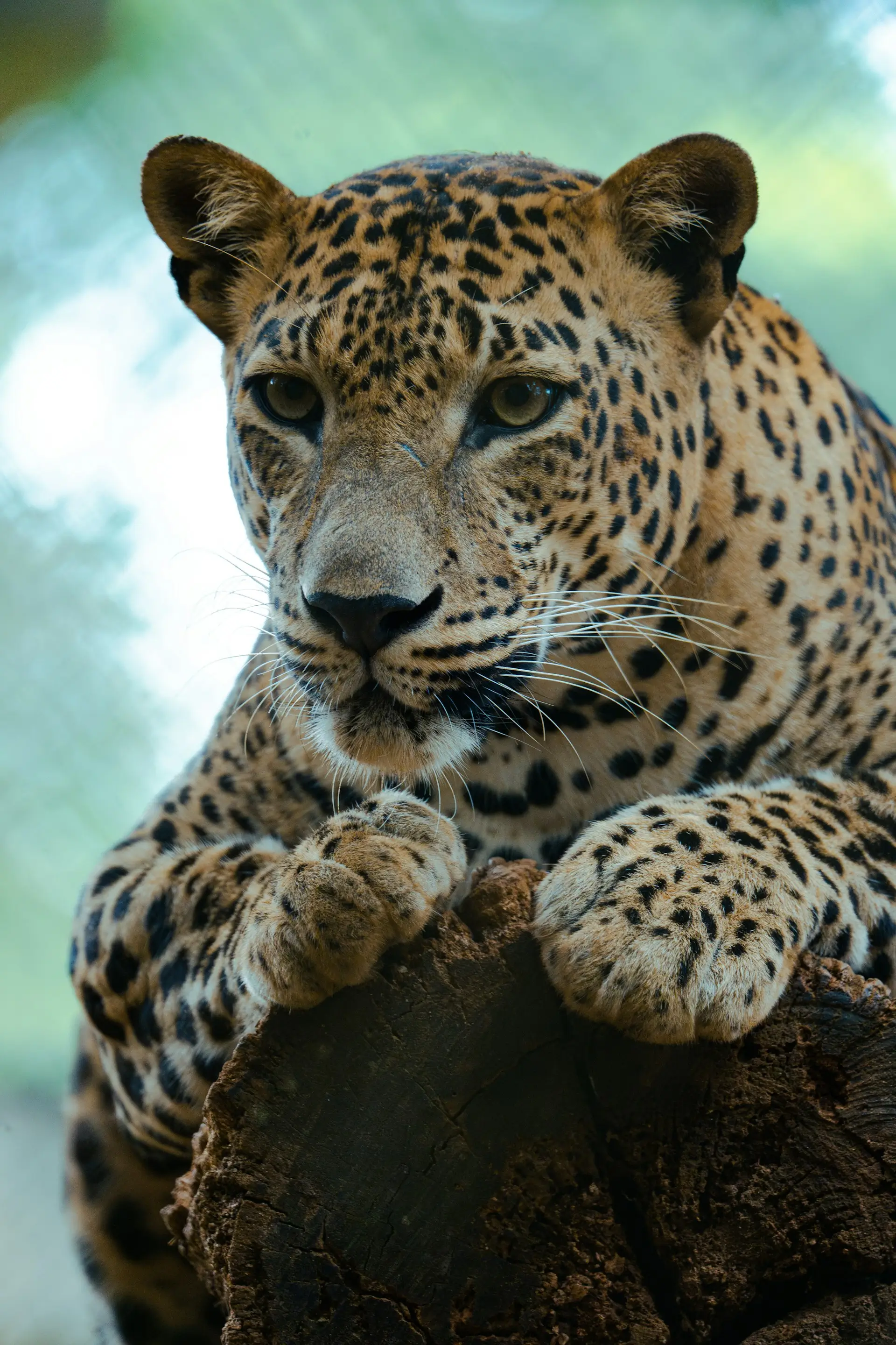 Yala, Sri Lanka
