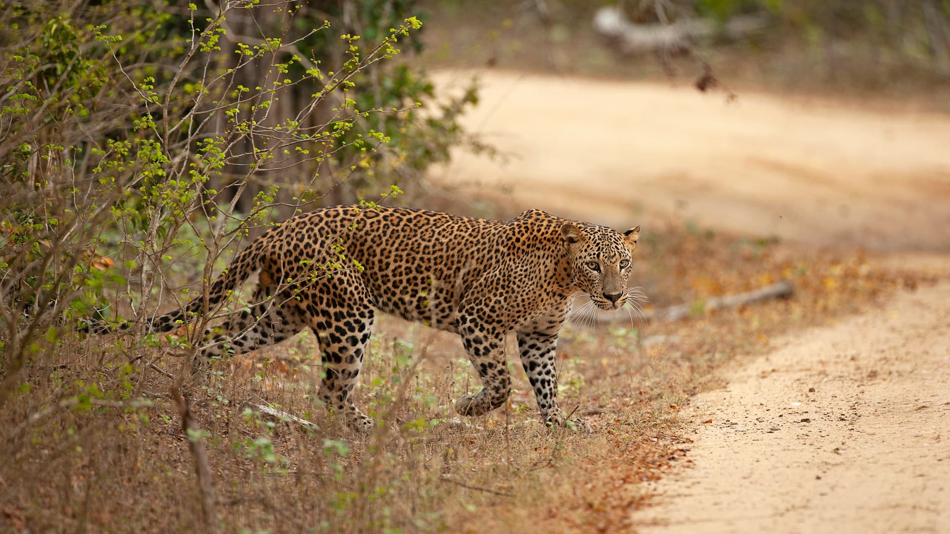 Wild Sri Lanka — Sri Lanka travel inspiration